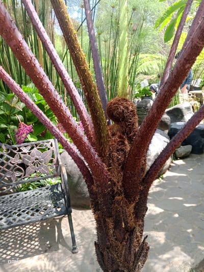 A close-up of a thorny, reddish-brown plant trunk dominates the foreground of this outdoor scene. Several thick, spiky branches extend upwards from the trunk. In the background, a black metal bench with an ornate floral design sits to the left, casting a patterned shadow on the light-colored, paved ground. Behind the bench, lush green foliage and tall, slender green stalks create a dense botanical environment. Further back, large grey rocks are visible, and a person wearing a blue denim jacket and dark pants can be seen in the middle ground, partially obscured by the plant. The scene appears to be an outdoor garden or park setting, possibly in Laugumba, Indonesia, under a bright sky.