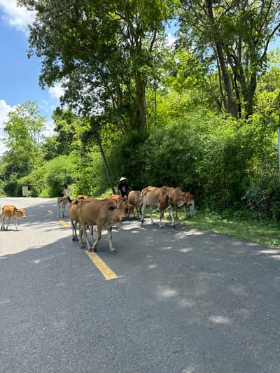 A herd of brown cows is walking along a paved road in a rural area. The cows are of varying sizes, with some appearing to be calves. One cow in the foreground is looking directly at the camera. A person wearing a conical hat and dark clothing is walking behind the cows, appearing to herd them. The road has a yellow dashed line marking the center. The surrounding environment is lush and green, with dense trees and foliage on either side of the road. The sky is blue with some white clouds. The lighting suggests it is daytime, with sunlight casting shadows on the road. The image appears to be taken in Ham Thuan Bac, Vietnam, a region known for its agricultural landscapes.