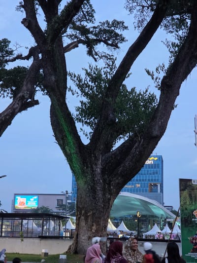 In the city of Medan, Indonesia, a large, old tree with dark, textured bark dominates the foreground of the image, its branches sprawling upwards against a dusky blue sky. A strip of vibrant green light is cast on the trunk of the tree. Behind the tree, a modern, blue-glass building with the yellow "Mandiri" logo is visible, indicating a financial institution. Further in the background, a large digital billboard displays a bright, colorful advertisement. Beneath the billboard, a temporary outdoor event space is set up with white tents and a large, illuminated canopy. People, mostly women wearing headscarves, are seated and interacting in the foreground, some partially visible. The scene appears to be a public gathering space in the city, possibly during an evening event.