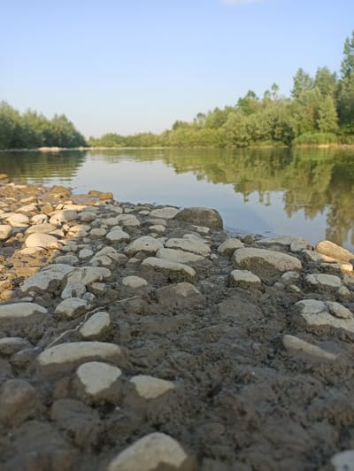 The image depicts a low-angle view of a rocky riverbank adjacent to a calm body of water. The foreground is dominated by a collection of smooth, light-colored river stones partially embedded in dark, wet soil. The stones vary in size and shape, with some appearing elongated and others more rounded. The water's surface is placid, reflecting the trees lining the opposite bank and the clear blue sky above. The vegetation on the far bank consists of dense green foliage, indicative of a natural, undeveloped area. The scene suggests a tranquil, outdoor environment, likely a river or a large pond, under a bright sky. There are no people or animals visible in the image, nor any man-made structures, suggesting a natural landscape.