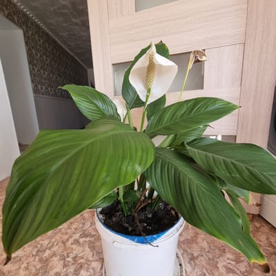 A potted peace lily plant with large, dark green leaves and two white spathes is positioned in a white plastic pot. One spathe is fully bloomed and upright, while the other is partially faded and bent. The plant is situated on a tiled floor with a marbled pattern of beige and brown. In the background, a closed wooden door with a light wood grain is visible, and to the left, a patterned wallpaper with a floral motif lines the wall. The overall setting appears to be indoors, possibly in a residential area within the city of Ақкемер, Kazakhstan.