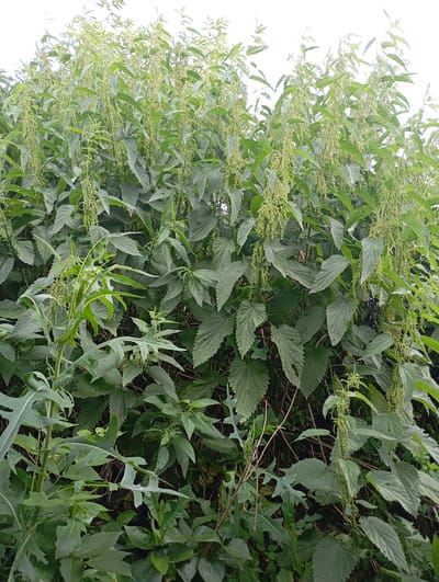 This image shows a dense patch of nettles with their characteristic serrated leaves and hanging flower clusters. The plants are green and appear to be growing in an outdoor environment, possibly in a natural or overgrown area. The background is filled with more of the nettle plants and some other greenery, suggesting a wild or uncultivated setting. The lighting appears to be overcast, as there are no strong shadows. The image does not contain any people or human activity. There is no specific information in the image that indicates its location in Krasnoarmeysk, Russia.