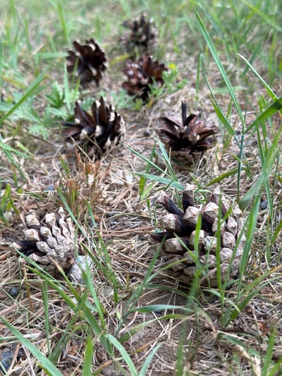 The media file depicts a ground-level view of several pine cones scattered amongst dry grass and green blades of grass. The pine cones vary in size and are in different stages of openness, with some appearing more fully closed and others spread open to reveal their scales. The overall impression is of a natural outdoor setting, likely a forest floor or a grassy area with pine trees. The lighting suggests it is daytime, but no specific time of day can be determined. The weather appears to be dry, given the abundance of dry grass. The image is captured from a close-up perspective, emphasizing the textures of the pine cones and vegetation. There is no text visible in the image, and no people or animals are present. The location context of Tomsk, Russia, suggests this scene could be typical of the Siberian landscape during the warmer months when pine cones would be found on the ground. The overall mood is one of quiet observation of nature.