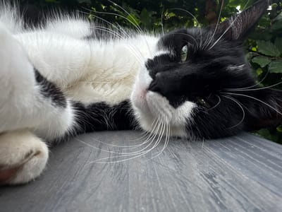 The image shows a close-up, low-angle, and upside-down view of a black and white cat resting. The cat is lying on a textured, gray surface that appears to be wood or metal. Its fur is a mix of black and white, with a distinct black marking on its face. The cat's green eyes are visible, and its long white whiskers are prominently displayed. To the right of the cat, a portion of its white paw is visible. The background consists of lush green foliage, suggesting an outdoor setting, possibly a garden or a wooded area. The lighting suggests it might be daytime, but the exact time and weather are not discernible. The cat appears relaxed and possibly curious, with its gaze directed slightly off-camera. There is no visible text in the image.