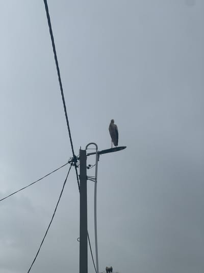 The image captures a cloudy, overcast sky with a view of a utility pole and wires. A single stork is perched on top of what appears to be a street lamp attached to the utility pole. In the lower right corner of the image, a faint cluster of what might be birds or structures is visible against the hazy sky. The overall scene suggests an outdoor, possibly rural or suburban, environment in Бучацінскі сельскі Савет, Belarus.