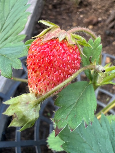 A close-up, eye-level, outdoor shot captures a ripe strawberry plant in Angarskie Khutora, Russia. The primary subject is a single, vibrant red strawberry, plump and adorned with numerous small, yellow seeds. It is attached to a green stem, which is covered in fine, white hairs. Several green strawberry leaves surround the fruit, some showing slight browning or reddish tips. To the left of the strawberry, a cluster of unopened green flower buds is visible. The background is blurred, showing dark soil and what appears to be a black plastic grid structure, possibly a planter or garden tray. The lighting is natural and soft, highlighting the texture and color of the strawberry and its foliage.