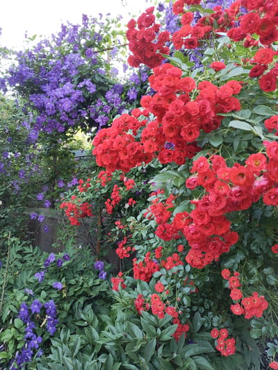 This media file captures a vibrant garden scene, likely in Recea, Moldova. The primary subjects are abundant flowering plants, specifically a dense cascade of small red roses and a sprawling bush of purple clematis flowers. The roses are in full bloom, forming clusters of small, intricate red blossoms that dominate the right and central portions of the frame. Their rich red hue suggests a sunny day with good growing conditions.
Intertwined with the roses, and occupying the left side of the image, are the striking purple clematis flowers. These appear as star-shaped blooms with delicate petals, creating a beautiful contrast against the red roses and lush green foliage. The clematis also appear to be climbing, suggesting they are trained along a structure or fence. The overall impression is one of a profusion of natural beauty, a testament to a thriving garden.
The setting is outdoors, with a wall visible in the background, hinting at a garden space attached to a building or property. The time of day appears to be daytime, as indicated by the bright natural light illuminating the flowers and leaves, creating clear shadows and vibrant colors. The weather seems pleasant, conducive to outdoor blooming. No people are visible, and there is no visible text in the image. The scene evokes a sense of natural beauty, tranquility, and perhaps the peak of summer or late spring bloom. The combination of red roses and purple clematis creates a visually striking and harmonious display.