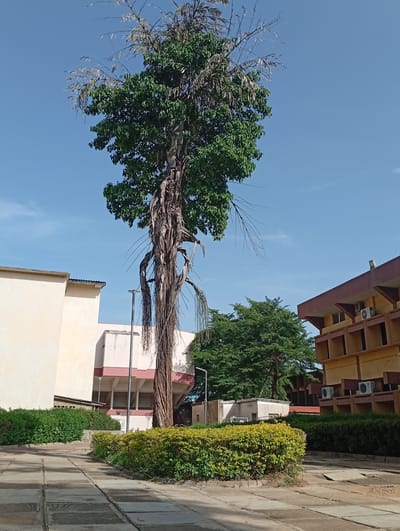 A daytime outdoor shot features a remarkably tall tree with a full green canopy and numerous striking aerial roots cascading downwards, dominating the central view under a bright, clear blue sky. The sky is largely cloudless, indicating sunny weather.
The tree is planted in a circular bed of well-maintained shrubs, primarily green with some lighter yellow-green varieties, set within a paved concrete walkway composed of large square slabs.
To the left of the tree, a multi-story building with light cream-colored walls and a dark roofline is visible. Further back and slightly to the left, another building shows parts of a pinkish-red and white facade. On the right side of the image, a distinctive yellow building with reddish-brown upper accents and multiple square-shaped recessed windows or balconies is prominent. Several white air conditioning units are mounted on its exterior. Additional green trees are visible in the background, filling the space between the buildings.
A crucial detail is the partially visible text "TETFund" on a sign located near the base of the central tree and the shrubbery. This strongly suggests the location is a tertiary education institution, aligning with the provided context of Jama'a, Nigeria, as TETFund (Tertiary Education Trust Fund) is a Nigerian government agency supporting higher education. The scene is devoid of people, portraying a calm and static campus environment.