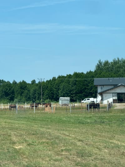 The image depicts a rural scene in Krubki-Górki, Poland. The primary subjects are several brown cows standing in a fenced grassy pasture. A light-colored building, possibly a house or barn, is visible in the background, with a dark gray roof and stone-like siding. A white van or camper is parked near the building. Several fence posts and wires create a clear boundary in front of the pasture. The setting is a sunny outdoor environment, suggested by the bright, clear blue sky with wispy clouds. Tall green trees form a dense line behind the building and fence, extending across much of the image. The grass in the pasture appears dry in places, indicating it might be a warm season. The overall impression is one of a peaceful, agricultural landscape. No people are visible in the image, and there is no visible text. The orientation of the image is landscape.
