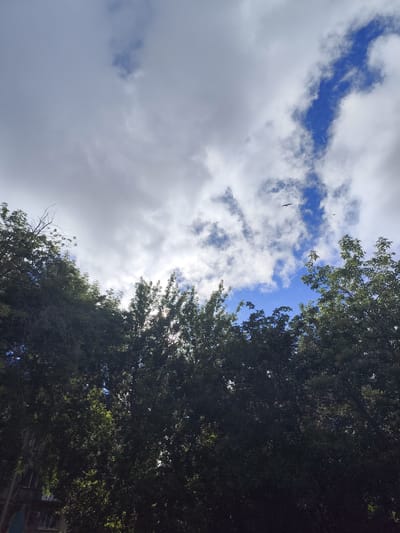 The image shows a view looking upwards at the sky through the tops of several dense green trees. The sky is partly cloudy with patches of bright blue visible. Sunlight filters through the leaves of the trees, creating bright highlights. Two birds are visible flying in the sky. A building with windows and what appears to be an air conditioning unit is partially visible through the lower branches of the trees on the left side of the image. The scene is likely in the city of Petropavl, Kazakhstan, based on the context provided.