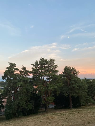 A wide shot captures a serene natural landscape in Milvignes, Switzerland, during what appears to be late afternoon or early evening. The sky is a gradient of soft blues and pale oranges, with wispy white clouds scattered across it. A small, crescent moon is faintly visible in the upper right quadrant of the sky. Dominating the mid-ground are several tall, mature pine trees with dense, dark green foliage. Their trunks are sturdy and weathered, indicative of their age. The trees are positioned on a gently sloping hill covered in dry, golden-brown grass, suggesting a summer or early autumn setting. In the background, behind the trees, glimpses of residential buildings with red-tiled roofs can be seen, hinting at the proximity of a populated area to this natural scene. The overall impression is one of tranquility and natural beauty.