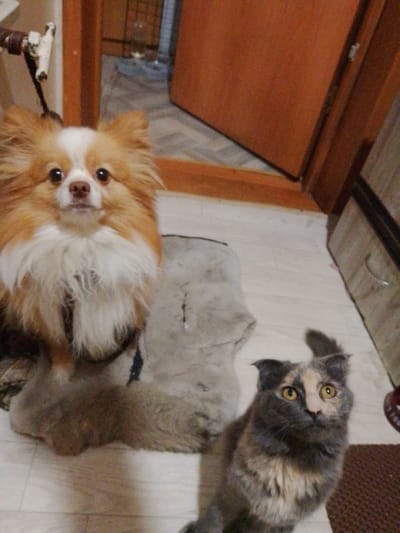A fluffy, light brown and white dog with dark eyes and a pink nose is sitting on a textured rug. To the right of the dog, a multi-colored cat with yellow eyes and a black nose is looking upwards. The floor is made of light-colored, rectangular tiles. In the background, a wooden door is slightly ajar, revealing a dimly lit room. A metal pipe with a white fixture is visible on the left side of the image. The scene appears to be indoors, possibly a residential setting in the city of Kamyshlov, Russia.