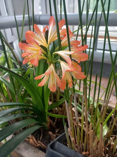 In Revda, Russia, an indoor potted plant, likely a Clivia, displays a cluster of orange and yellow trumpet-shaped flowers. The blooms are accompanied by long, dark green, strap-like leaves. The plant is situated in a wooden planter with a dark gray plastic pot visible on the right side. Behind the plant, a window with horizontal blinds suggests an indoor setting, possibly a greenhouse or a sunroom. Several thin, upright green stems surround the flowers, and some dried, brown stems are also present at the base of the plant.