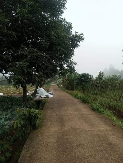 The image presents a concrete pathway extending into the distance under a misty, overcast sky in Joshi Vihir, India. On the left side of the pathway, a large tree with dark green foliage stands prominently. Below the tree, a vegetated drainage ditch runs parallel to the path. Beyond the ditch, a cultivated field with rows of green plants is visible. Near the base of the large tree and beside the ditch, a pile of indeterminate objects is covered by light-colored tarpaulins, with some darker material visible beneath the sheeting. On the right side of the pathway, dense green vegetation, including smaller trees and broad-leafed plants, borders the path. Further into the field on the right, a structure composed of vertical and horizontal bamboo poles forms a trellis. The background is obscured by heavy fog or mist, blending with the sky. No individuals or animals are present.