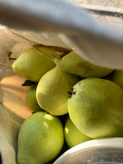 This is a close-up, low-angle shot of several green pears in a light-colored fabric bag, possibly a tote bag, resting on a textured surface. The pears are various sizes and shapes, with some showing small brown blemishes. Sunlight casts shadows and highlights on the fruit, indicating it's outdoors. The bag's interior lining is visible at the top and left edge of the frame. In the lower right corner, the rim of a clear plastic container is visible, with some water droplets inside. The background is out of focus and appears to be a paved surface with a hexagonal pattern. The scene is likely in the outdoor market area of Avanos İlçe Merkezi, Turkey, given the context provided, where such produce would be sold or transported. There are no people visible in the image.