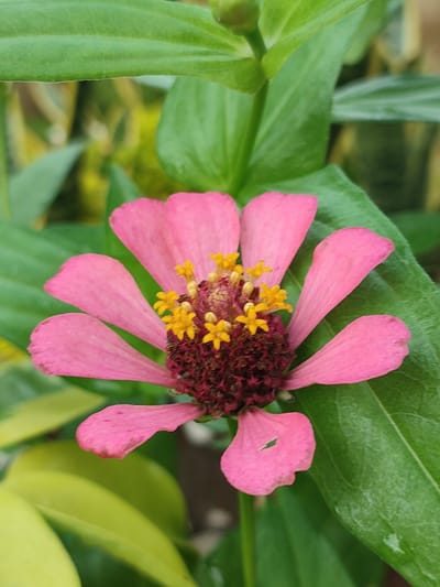 A close-up, eye-level shot captures a pink zinnia flower in bloom. The flower's center is a deep maroon with bright yellow stamens. Its petals are a vibrant pink, with some showing slight imperfections and darker edges. The flower is surrounded by lush green leaves and foliage, with some blurred yellow elements in the background suggesting other plants or sunlight filtering through. The setting appears to be a garden, likely in a residential or public green space in Blangriek, Indonesia. The lighting is natural, highlighting the textures and colors of the flower and its environment. There are no people or animals visible in the image. The focus is solely on the botanical subject.