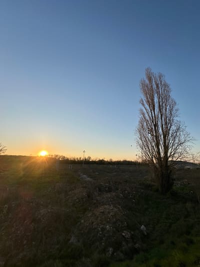 The image depicts an outdoor scene in Gif-sur-Yvette, France, at either sunrise or sunset. The sun is visible on the far left horizon, emitting bright orange and yellow light and prominent sunrays that illuminate the immediate foreground. The sky transitions from a deep blue at the zenith to a lighter blue and then a warm yellow-orange closer to the horizon.
In the foreground, the terrain is uneven, consisting of a mix of dark earth mounds, sparse dry grass, and patches of greener vegetation, suggesting disturbed ground or an uncultivated field. A tall, slender, deciduous tree with bare branches, possibly a poplar, stands prominently on the right side of the frame, extending from the bottom edge upwards. To the left of this tree, a dark, thin object, possibly a bird, is in flight.
In the mid-ground, several fence posts with faint wires are visible, delineating an area. Behind this, a line of dark, dense trees and bushes forms a distant treeline. Above the treeline, to the right of the sun's direct glare, several pole-mounted structures with multiple directional fixtures, possibly security lights or sensors, are present. In the far background, behind the tall tree, a light-colored structure with a rounded roofline is faintly visible. No human figures or direct interactions are observed.