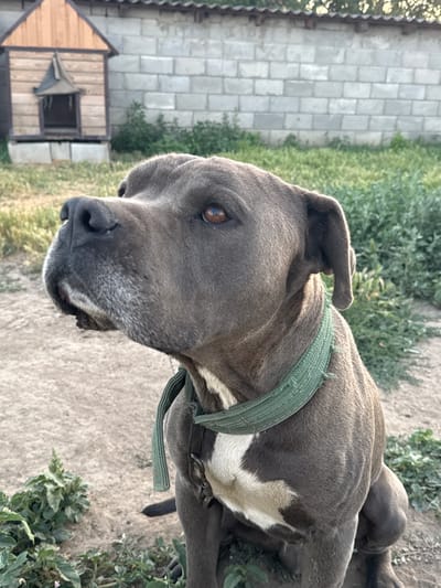A medium shot photograph captures a grey pit bull dog in an outdoor setting. The dog is positioned in the foreground, facing left with its head tilted slightly upwards. It wears a green collar. The background reveals a rustic scene with a wooden doghouse on the left, a grey brick wall, and overgrown green vegetation. The ground in front of the dog is composed of dirt and some sparse plants. The lighting suggests it is daytime, possibly late afternoon, with soft sunlight illuminating the scene. The specific location in the city of Butor, Moldova, is not explicitly indicated by any visual cues in the image.