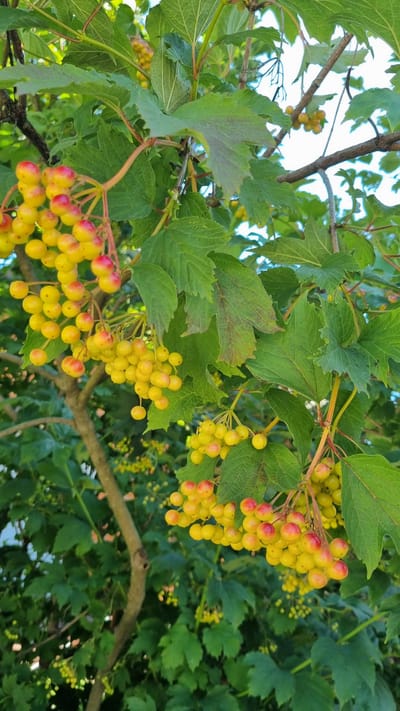 The image captures a close-up view of bright yellow and red berries clustered on branches of a bush, likely a Viburnum species, against a backdrop of lush green foliage. The berries are round and appear to be in various stages of ripeness, with some being fully yellow and others showing tinges of red. The leaves of the bush are broad and lobed. The lighting suggests an outdoor setting, possibly a garden or natural area, with the sky visible in some parts of the upper frame. No people or specific structures are visible. The scene is a natural, botanical subject. The location is specified as Верзилово, Russia.