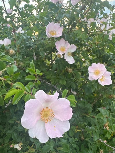 The image displays a detailed view of a densely foliated flowering bush, identified as a wild rose (Rosa canina type), located in Dragovishtitsa, Bulgaria. Multiple five-petaled flowers, predominantly light pink transitioning to white at the base of the petals, are scattered throughout the green foliage. Each flower features a prominent cluster of bright yellow stamens at its center. The leaves are compound, ovate, and have serrated margins, appearing in various shades of green, some displaying brighter highlights from ambient sunlight filtering through the canopy. Thorny stems are visible among the leaves, along with a few dried, spiky flower remnants or developing rose hips. The background consists of blurred green vegetation, indicating an outdoor natural environment. No human presence, animal life, or man-made structures are observed.