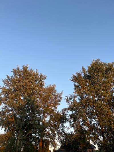 The image captures an outdoor scene with a clear blue sky dominating the upper portion. Two large trees with dense green foliage are prominently featured in the lower half of the frame. The trees are illuminated by the warm, golden light of what appears to be either sunrise or sunset, casting a glow on their leaves and branches. The lower edges of the trees fade into darkness, suggesting the presence of more foliage or structures beneath, though these are not clearly discernible. The scene is consistent with a natural landscape, potentially in a park or a residential area, located in the city of Koroviia, Ukraine. There are no people or animals visible in the image.