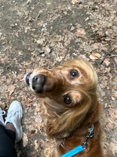 The image shows a close-up, overhead shot of a light brown Cocker Spaniel looking up. The dog's nose is wet and dark, its mouth is slightly open revealing some pink gum and white teeth. Its eyes are dark brown and appear curious. The dog is wearing a silver clip and a blue leash. To the left, the lower half of a person's legs are visible, wearing black leggings and white sneakers. The ground is covered with dry leaves and dirt, suggesting an outdoor, possibly wooded or park-like setting. There is no specific information to place this scene in Tczew, Poland.