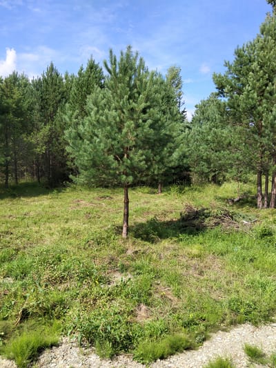 A medium shot captures a sun-drenched clearing in a pine forest, likely within the city of Novoozornyy, Russia. The foreground is dominated by a patch of tall, green grass, interspersed with smaller, feathery green plants, and a scattering of light-colored gravel. A slender, young pine tree stands prominently in the center of the clearing, its trunk dark and textured, its branches full of needle-like leaves. Behind it, the dense forest of mature pine trees creates a verdant backdrop. The ground slopes gently upwards towards the forest, with patches of dry grass and a small pile of pruned pine branches visible. The sky above is a vibrant blue, dotted with a few wispy white clouds, suggesting fair weather. The overall scene is one of natural, untouched wilderness, illuminated by bright sunlight.
