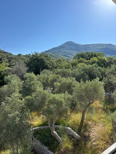The image shows a sunlit, verdant landscape dominated by numerous olive trees with their characteristic silvery-green foliage. The trees are densely packed, creating a textured canopy. In the foreground, some of the trees exhibit gnarled, mature trunks and branches. Low stone walls, constructed from rough-hewn rocks, are visible, delineating sections of the terrain which is covered in a mix of green and dried grasses.

In the middle ground, a dense forest of larger, darker green trees rises, forming a thick backdrop. Beyond the forest, a large, rounded mountain peak looms, its slopes covered in lush vegetation, receding into the distance. The sky above is a clear, vibrant blue, with a faint contrail from an aircraft visible in the upper right quadrant, indicating daytime. The overall impression is one of a rural, natural setting, likely an olive grove, situated in a mountainous region. The presence of olive trees and the mountainous topography are consistent with the landscape found in the vicinity of Sustaš, Montenegro, a coastal town known for its olive cultivation and proximity to hills and mountains.
