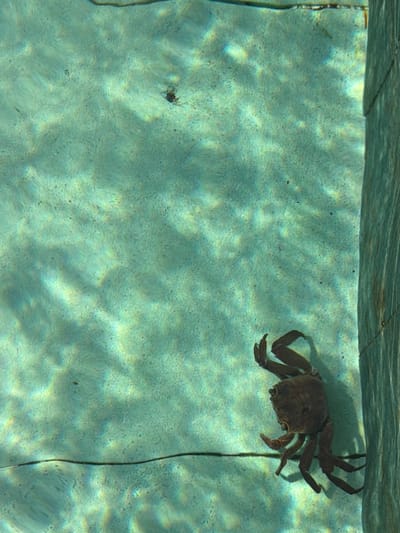 The image displays an underwater scene within a pool or containment structure in Belalang, Indonesia. A dark brown or grey crab is situated in the lower right section, positioned against a submerged, textured vertical wall. The clear, light teal water exhibits undulating light refractions on the light-colored, granular bottom surface. A thin, dark horizontal line, consistent with a crack or seam, traverses the bottom surface in the lower-middle. A small, dark, irregular object is visible in the upper-middle left on the bottom. No human subjects are present.