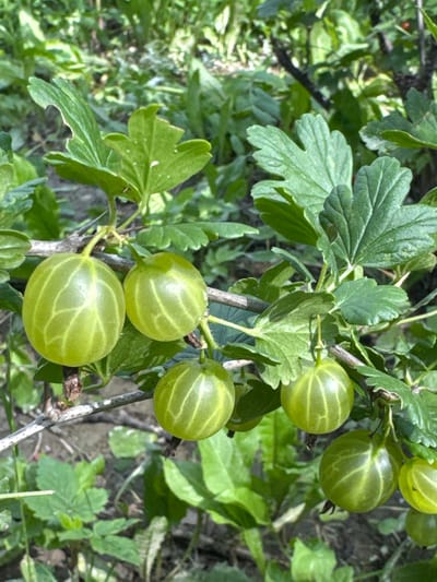 A close-up shot captures a branch of a gooseberry bush laden with ripening green berries. The berries, which vary in size and are translucent, exhibit faint, darker veins radiating from their tops. They hang from thin stems, interspersed with broad, serrated green leaves. The background is a blur of green foliage and dark soil, suggesting an outdoor, natural setting, possibly a garden or park. There are no people or any discernible urban elements visible in the image. The location of Koklaisai, Kazakhstan, is not visually represented in the photograph.