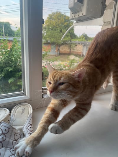 An orange tabby cat is stretching on a windowsill, with its front paws extended forward and its back legs supporting its body. The cat's eyes are partially closed, and its mouth is slightly open. The windowsill is white and appears to be made of plastic. Next to the cat are a pair of white slip-on shoes with decorative cutouts and embroidered stitching. The shoes have the brand name "TONG DA" printed on the insoles.

Through the window, a screened-in porch or outdoor area is visible. Green trees and bushes are abundant, with some flowers in the background. A brick building is partially visible behind the foliage. The sky is overcast with a hint of blue. The setting appears to be residential, possibly in a suburban or rural area. Given the context, the location is Dvubratskiy, Russia.