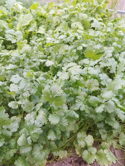 The image displays a dense planting of cilantro plants in an outdoor garden. The cilantro leaves are a vibrant green, with a feathery, lobed appearance. The plants are closely spaced, creating a carpet of foliage that fills the frame from the foreground to the background. The soil beneath the plants is visible in the lower portion of the image, appearing as dark brown earth. In the upper right corner, a blurred wooden fence or structure can be seen, indicating the boundary of the garden. The overall impression is of a healthy, thriving patch of herbs. No people, animals, or specific city landmarks are identifiable in the image. The location is described as Suvorov, Russia, but this information cannot be visually verified from the provided image.