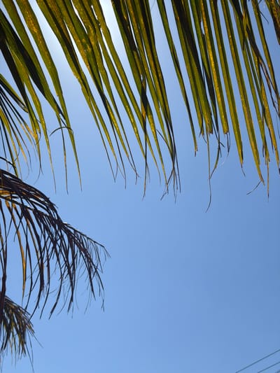 A low-angle shot captures a clear blue sky as the background for the fronds of two palm trees. The fronds of the tree in the foreground on the left are dark brown and wispy, appearing dry and dead. The fronds of the other palm tree, positioned at the top of the frame, are a vibrant green and are backlit by the sun, which is not directly visible but creates a bright halo effect behind the leaves. The image was taken outdoors, likely in a tropical or subtropical climate, consistent with the location of Kubu, Indonesia. There are no people or any explicit human activity depicted in the image. The focus is on the natural elements of the palm fronds against the sky.