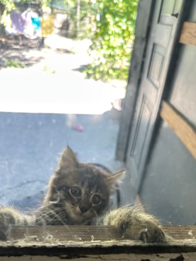 The image shows a fluffy, striped kitten with wide, curious eyes peering through a grimy window or screen. The kitten's paws are resting on a wooden ledge, with one paw extended towards the viewer. The background outside the window is blurred but suggests a sunny outdoor environment with greenery and possibly some laundry hanging. The foreground shows the wooden ledge with debris, indicating an outdoor or semi-outdoor setting. The context of Prokhladny, Russia, is provided, but there are no specific visual cues within the image to confirm this location. The overall impression is of a playful and inquisitive kitten in a somewhat unkempt setting.