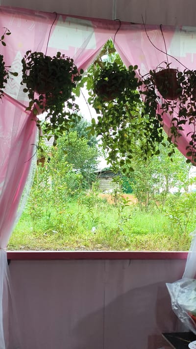 This image shows a view from an interior space, looking outwards through a window or opening. In the foreground, pink and white sheer curtains are visible, framing the view. Hanging from above are three potted plants with long, trailing vines and small green leaves. These plants are in terracotta-colored pots.

Beyond the curtains and plants, the scene opens to an outdoor environment with abundant greenery. Tall grass and small trees dominate the middle ground. In the background, a simple wooden structure with a corrugated metal roof is visible, partially obscured by the foliage. To the right of this structure, a bright green surface, possibly a wall or a tarp, is visible. The sky is overcast, suggesting a diffused natural light.

The overall impression is one of a rustic or semi-rural setting, possibly a home or a simple dwelling in a vegetated area. The presence of hanging plants suggests an attempt to bring nature indoors or decorate the space with living elements. The wooden structure in the background might be a shed or a small outbuilding.

Based on the provided information that the location is Đưng K'Si, Vietnam, this scene depicts a typical outdoor view from a residence in a rural or semi-rural area of Vietnam, characterized by lush vegetation and simple architectural structures.
