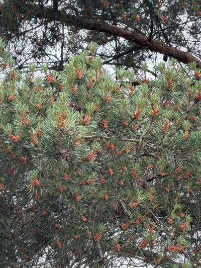 An image captures a close-up view of a pine tree in Kommolovo, Russia. The foreground is dominated by the dense foliage of the pine tree, with its long, green needles and numerous small, reddish-brown pinecones. The pinecones appear to be in various stages of development, some tightly closed and others slightly open. The branches are visible, interlaced with the needles, creating a complex texture. In the background, the branches of another, older pine tree are seen, their darker, rougher bark and sparser needles forming a contrasting, more abstract pattern against a pale, overcast sky. There are no people or animals visible in the image. The overall impression is one of natural growth and the intricate beauty of a coniferous forest.
