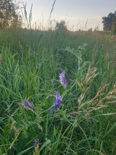 This is a photograph of a field of tall green grass and some purple wildflowers. The photo is taken at a low angle, looking up at the plants. The background is blurred, but it appears to be a field stretching into the distance. There are some trees on the left side of the image, and the sky is visible in the upper left corner. The lighting suggests that it is either early morning or late afternoon, as the sun is low in the sky. The overall mood of the image is peaceful and serene. The location is Obukhiv, Ukraine. There is no text visible in the image.
