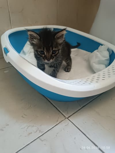 A very young, striped tabby kitten stands in a blue and white litter box, which contains white paper. The kitten has dark fur with lighter stripes, prominent blue eyes, and pointed ears. It is looking directly at the camera. The litter box is situated on a tiled floor, which appears to be in a bathroom or utility area. The walls are tiled with a neutral color. The lighting is bright and appears to be from overhead. A timestamp in the lower right corner of the image reads "26.06.2026 10:58". The location is specified as Strovolos, Cyprus.