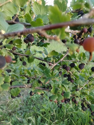 The image shows a close-up of a gooseberry bush with ripe berries. The berries are a mix of dark purple and some lighter reddish-brown hues, hanging in clusters from thorny branches. Lush green leaves surround the fruit, some of which are blurred due to the shallow depth of field. The background consists of soft-focus green foliage and grass, suggesting an outdoor setting. One large, reddish-brown berry is prominently featured in the upper right corner, slightly out of focus. The lighting appears to be natural, possibly indicating a daytime scene. The overall impression is one of abundance and ripeness in a natural, garden environment. The location is Ananiv, Ukraine. There is no visible text in the image.