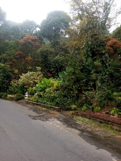 A narrow asphalt road runs along a lush, dense hillside. Various green plants, bushes, and trees grow abundantly, with patches of orange and white foliage. Large-leafed plants add to the jungle-like ambiance. Patches of small red flowers adorn the border. The scene is overcast, contributing to a muted color palette. The road shows signs of wear, and a wet area reflects the surrounding greenery.