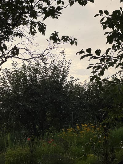 The image depicts a garden scene in Elizówka, Poland, during rainfall. Silhouetted tree branches with dark green leaves frame the top and sides of the composition, with delicate, bare branches also visible. In the middle ground, a dense hedge of dark green foliage stretches horizontally across the frame, with individual leaves and branches discernibly outlined against the overcast sky. Small, white droplets of rain are scattered throughout the image, appearing as tiny streaks against the muted light. The foreground reveals a lush garden bed with various green plants, including taller grasses and smaller leafy plants. Bright yellow flowers, possibly coneflowers or similar species, are clustered in the center-right, with a few vivid red flowers, possibly lilies, visible to the left. The overall atmosphere is one of natural tranquility, with the rain adding a dynamic element to the otherwise still environment.