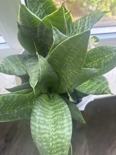 The image shows a close-up, top-down view of a potted Sansevieria trifasciata (snake plant) with variegated green and light green leaves. The plant is in a white pot, which is partially visible. The background suggests the plant is placed near a window, with blurred outdoor greenery and sunlight visible through the glass. The environment appears to be indoors, likely a home or office. The city of Razdolnoye, Russia is not mentioned in the visual information provided by the image.