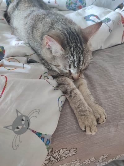 A grey tabby cat is lying on a bed with patterned sheets in Gremyachinsk, Russia. The cat is stretched out, with its front paws extended and its head resting on them. The bed has light grey sheets with a floral pattern and a white duvet cover with cartoon cats and other colorful designs.
