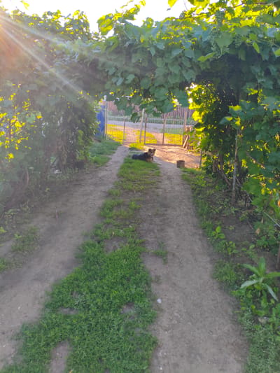 The image shows a dirt path leading through an archway formed by overgrown grapevines. Sunlight streams through the leaves, creating lens flare. On the left side of the path, under the archway, a medium-sized dog with brown and black fur lies down. The path continues towards a metal gate in the background, beyond which is a sunlit area with some vegetation. The surroundings are rural, with greenery and soil dominating the scene. The location is identified as Ақсуат ауылдық округі, Kazakhstan.
