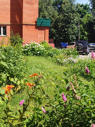 The image depicts a close-up view of a garden with a red brick building in the background. The garden is filled with lush green grass and a variety of flowers, including orange lilies and pink spireas. In the background, a black SUV is parked next to a light-colored car and a blue sedan. The building has a white window and a green tiled roof section. Trees with dense foliage are visible behind the building and cars. The overall scene suggests a residential area in Shchyolkovo, Russia, on a sunny day.