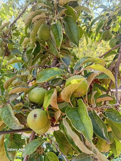 A close-up, eye-level shot captures an apple tree branch laden with young, green apples and foliage. The apples, varying in size, are scattered amongst the leaves, some appearing more mature than others. The leaves exhibit a mix of vibrant green and some showing signs of browning and dryness, particularly along the edges. The sunlight filters through the leaves and branches, creating a dappled effect and highlighting the texture of the fruit and foliage. The background consists of further foliage and branches, rendered in soft focus, suggesting an outdoor setting. The image is taken in the city of Kojo-Aryk, Kyrgyzstan. There are no people or animals present in the frame.