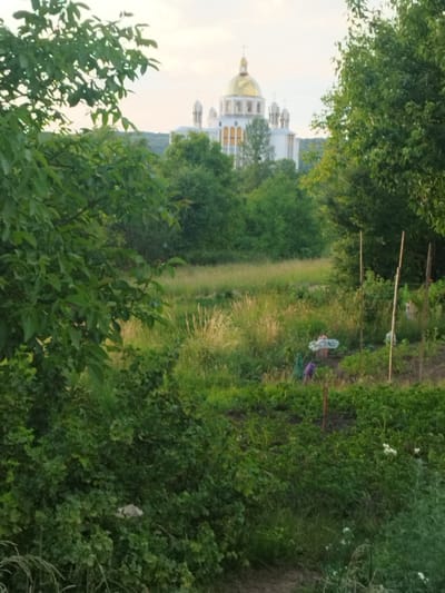 The image captures a view of a lush green landscape with a prominent white church featuring golden domes in the background. The foreground is dominated by dense foliage and vegetation, with a partially visible garden area in the mid-ground. The garden appears to contain rows of plants and some garden stakes. The sky is overcast and light. The church in the distance is a large, ornate structure with multiple domes, suggesting it might be a significant religious site within Novyi Rozdil, Ukraine. The overall impression is one of a serene rural or semi-rural setting, with the church serving as a focal point against the natural environment.