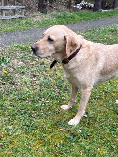 The image shows a pale yellow Labrador dog standing on a patch of grass and clover, likely in a yard or park in the Borough of Runnymede, United Kingdom. The dog is wearing a brown leather collar and looking down towards the ground. To the left, a gray paved pathway runs parallel to the grass. A partially visible wooden fence borders the pathway. Behind the fence, there are a few tree trunks, and a pile of what appears to be white-painted sticks. The grass area displays varied plant life, including small yellow flowers.