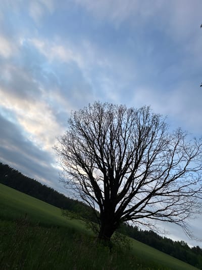 The image presents a landscape in what seems to be Капцёўскі сельскі Савет, Belarus. A bare tree, with its intricate network of branches, is silhouetted against a sky filled with clouds. In the background, a strip of dense forest lies along a field of green. The angle of the image suggests it was taken from a low vantage point.