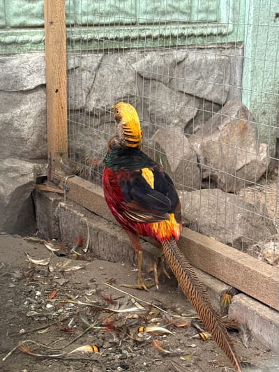 The image shows a Golden Pheasant inside a cage in Heniivka, Ukraine. The pheasant has vibrant yellow, red, black, and green plumage. Its long, patterned tail feathers are prominently displayed. The cage appears to be constructed with wire mesh and wooden beams. Behind the cage, large grey stones form a textured wall. The ground inside the enclosure is dry and dirt-like, with scattered feathers. The lighting suggests it is daytime, with no indication of specific weather conditions. The scene is a close-up view of the bird within its enclosure, highlighting its striking colors and the details of its feathers. There is no visible text in the image.